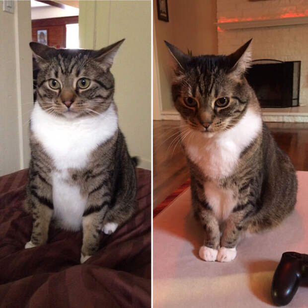 Снимки домашних питомцев, сделанные до и после их похудения