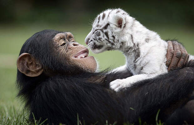 Скажи мне кто твои друг... или необыкновенная дружба дружба животных, животные