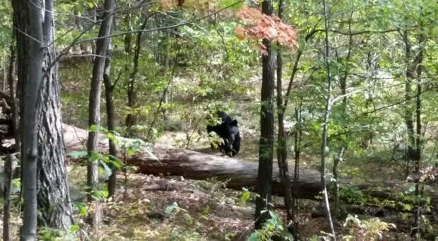 10. Нападение потревоженного медведя на фотографа-любителя, Нью-Джерси, 2014 г. дикие животные, нападение медведя, нападение хищника