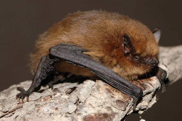 Pipistrellus_pygmaeus01