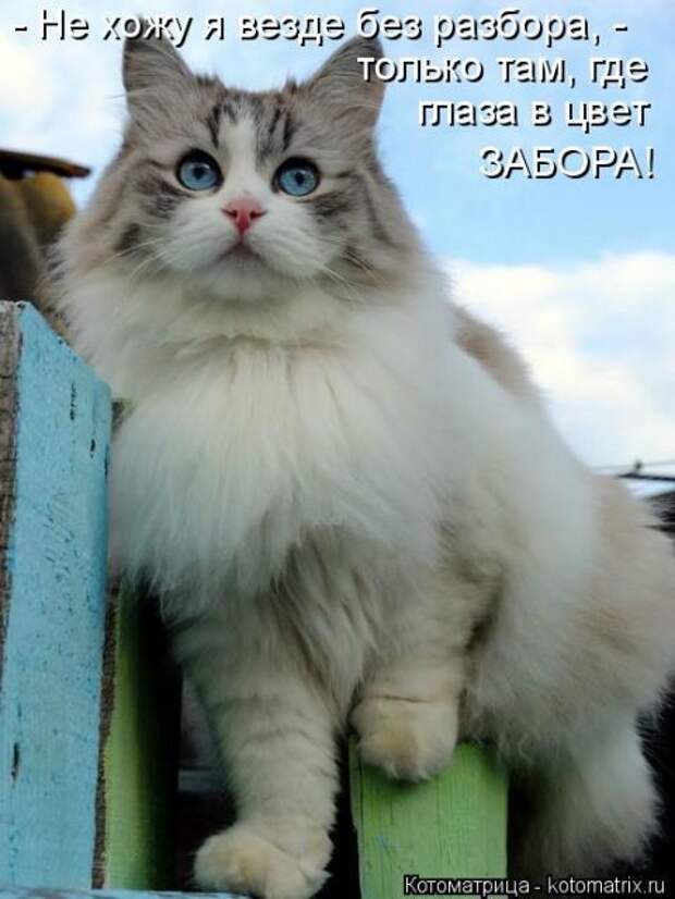 Лучшие котоматрицы недели (50 фото)