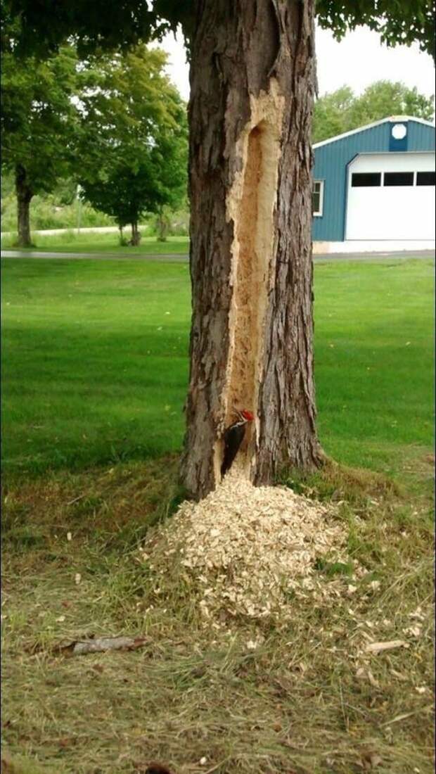 Это король дятлов Это король дятлов
