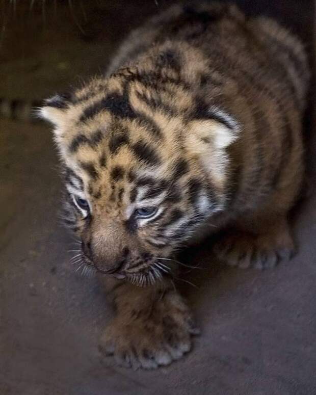 В Барнаульском зоопарке родились амурские тигрята
