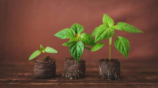 Никогда не делайте этого с рассадой! 5 фатальных ошибок, которые парализуют рост