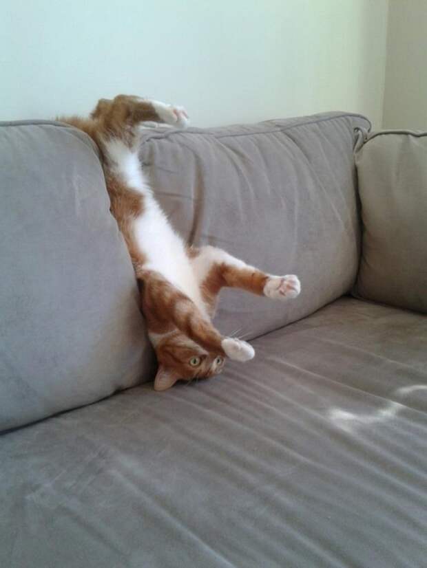Коты попавшие в непростую жизненную ситуацию кот, подборка, фото