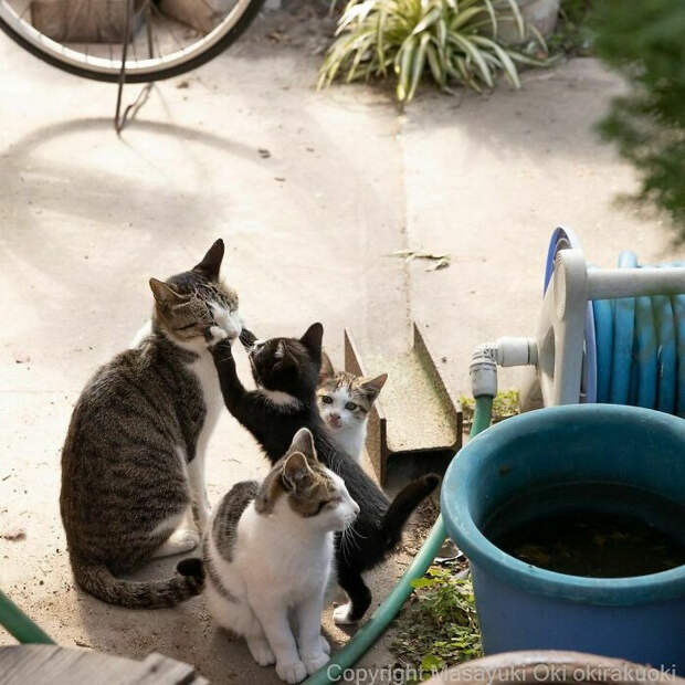 Уличные котики Токио на снимках Масаюки Оки