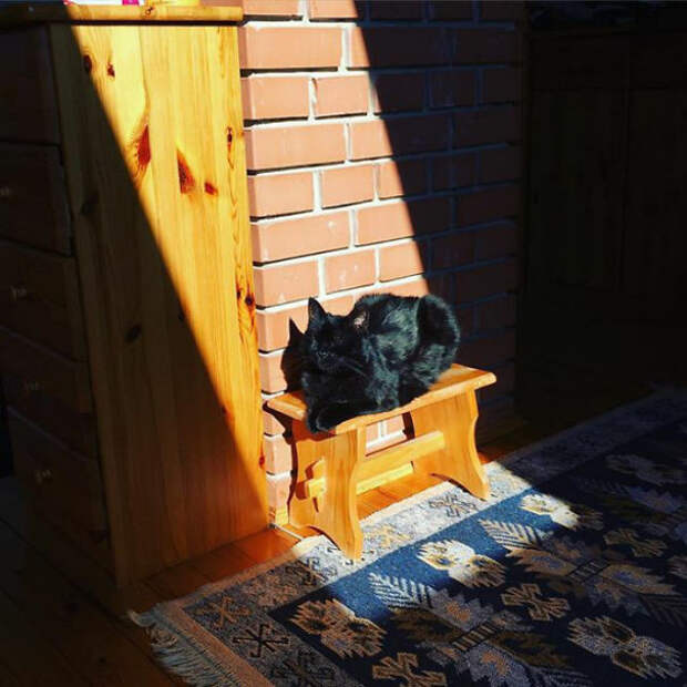 Котик блаженствует животные, котики, лучи, погреться, солнечные ванны, солнце, температура, тепло