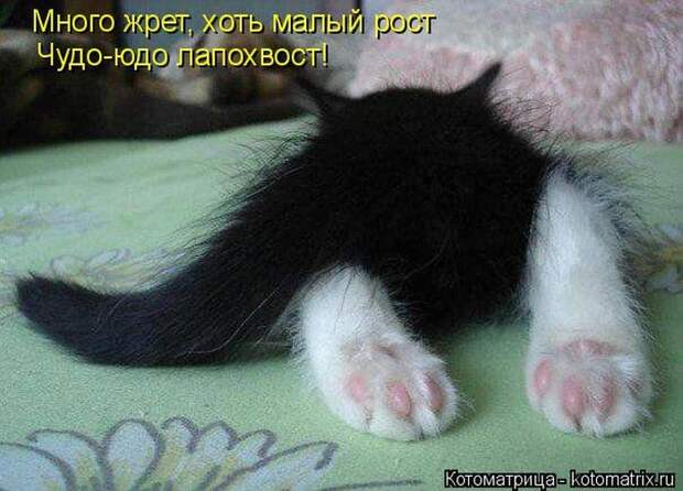 Лучшие котоматрицы недели (50 фото)