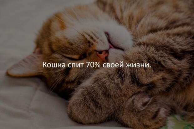 Интересные факты для любознательных