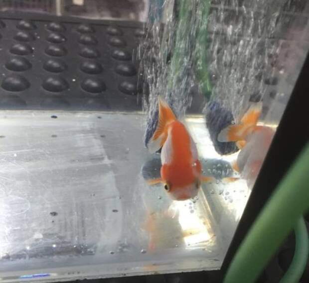 Австралийка потратила 500 долларов на операцию 12-доллоровой золотой рыбке (7 фото)