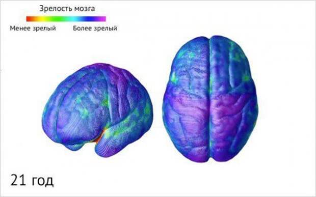 Как созревает детский мозг: что важно знать о этапах развити ребенка