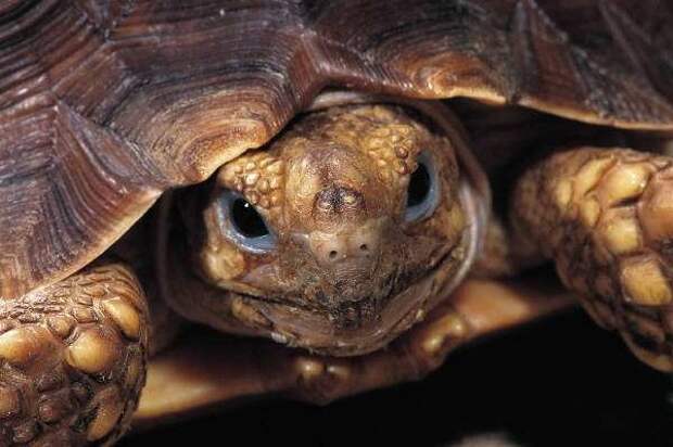 Житель Миасса заказал вскрытие черепахи для компенсации морального вреда