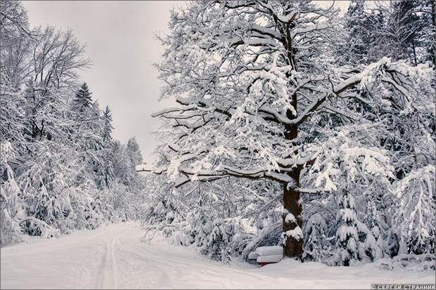Фото Гжель Дуб в зимнем лесу