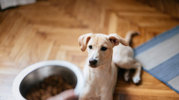 Маркировка за три дня заблокировала продажу 190 тысяч упаковок корма для питомцев