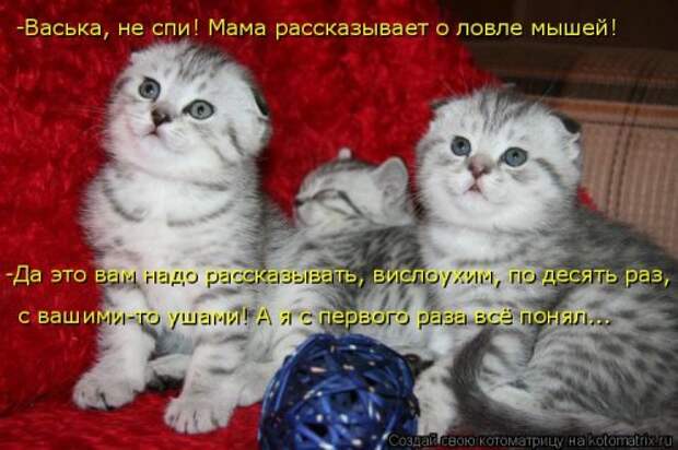 Новая котоматрица (44 шт)