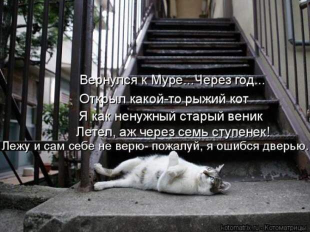 Котоматрицы(картинки с надписями)