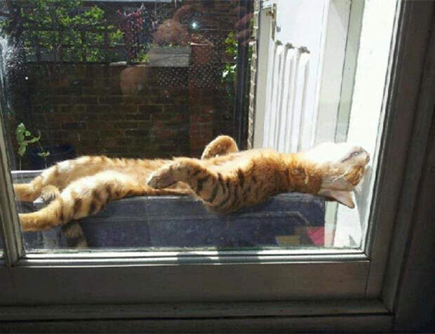 Р-р-р-р-р-роскошшшшшшно... животные, котики, лучи, погреться, солнечные ванны, солнце, температура, тепло