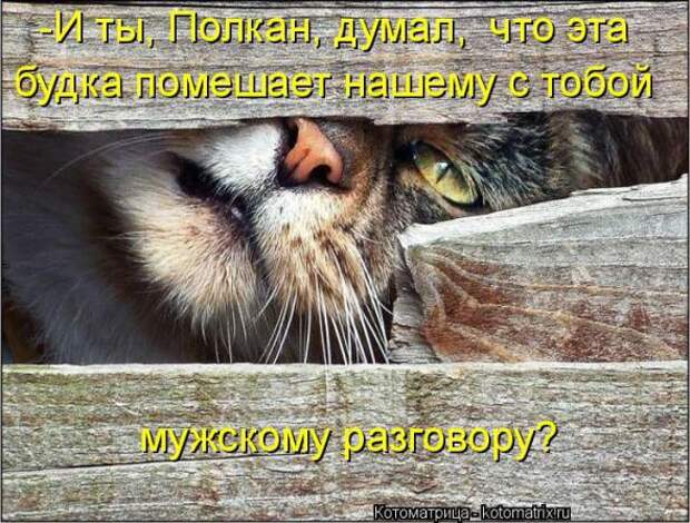 Котоматрицы(картинки с надписями)