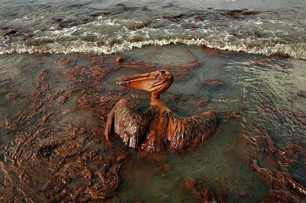 Разлив нефти в Мепксиканском заливе природа, человек, экологические бедствия