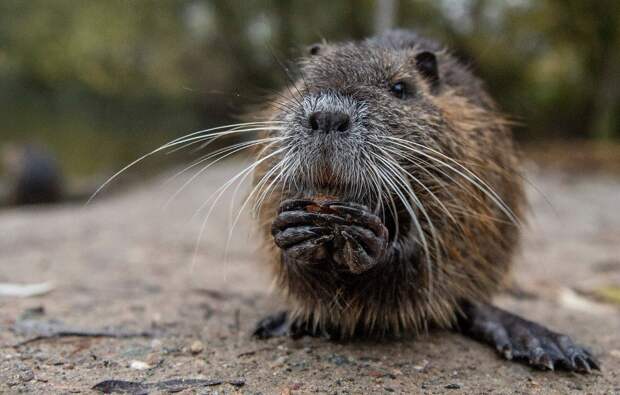 Животные в фотографиях