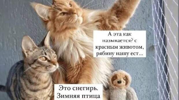 Смешные картинки и мемы, юмор которых понимают только кошатники. Выпуск 2