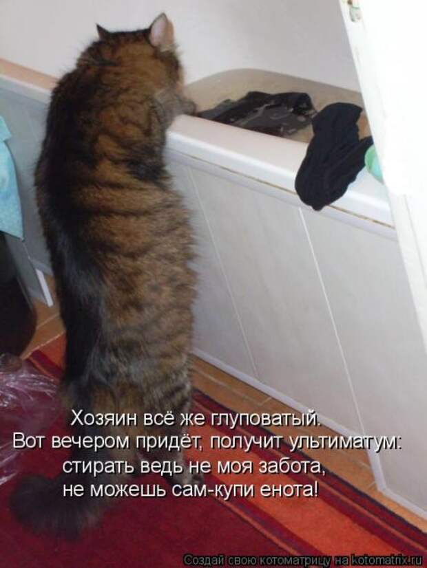 Лучшие котоматрицы недели (50 фото)