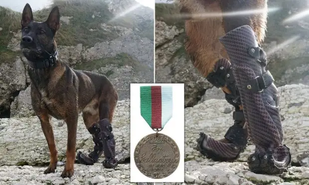 Овчарка с протезами лап получила медаль за отвагу — это ее история