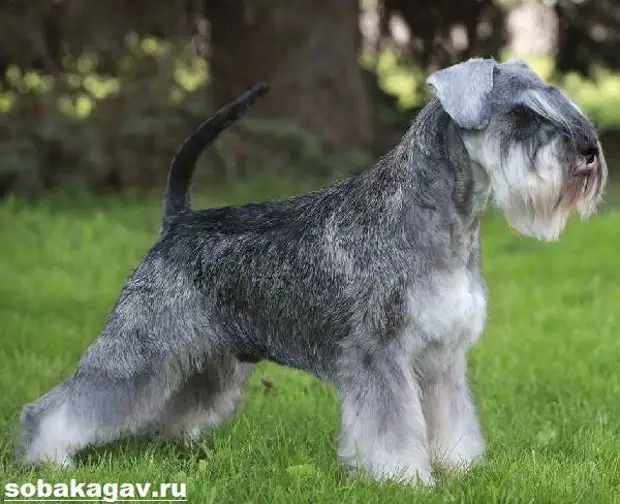Цвергшнауцер собака. Описание, особенности, уход и цена цвергшнауцера