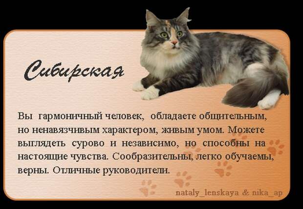 Породы кошек в картинках