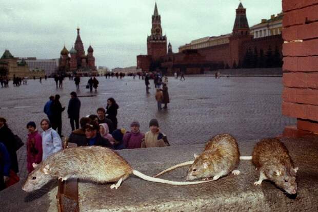 Poisoned rats gather outside the GUM department store on Moscow's Red Square March 23. The city has ..