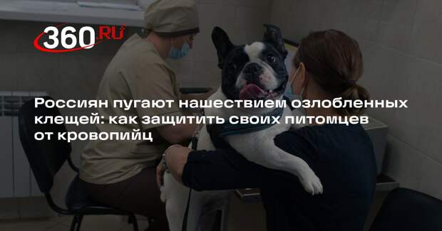 Ветеринар Шеляков объяснил, почему клещи любят собак темных окрасов