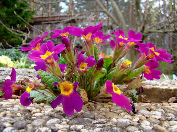 Primula на фото