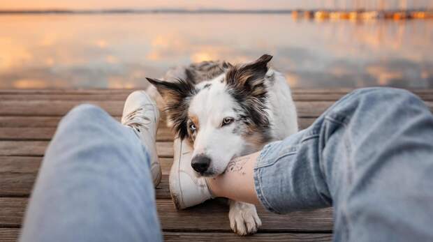 Самые смешные собаки-обнимаки за всю историю конкурсов Comedy Pet Photography Awards и Pet Photography Awards