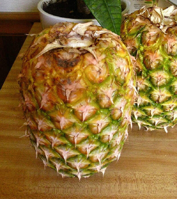 Недозревшие ананасы. | Фото: wnews.site.