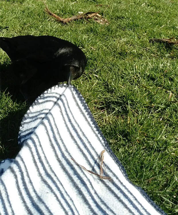 Yesterday A Crow Tried To Steal My Picnic Blanket And I Didn