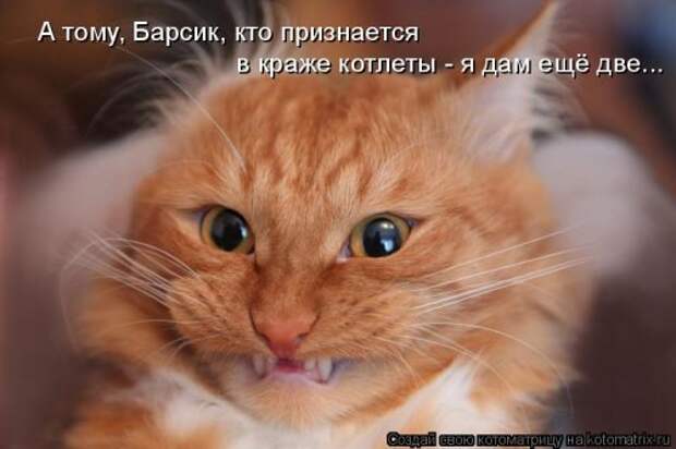 Новая котоматрица (44 шт)