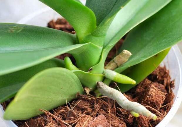 Корневая система орхидеи снабжает растение не только влагой, но и необходимыми на всех этапах развития питательными веществами