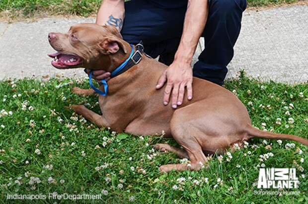 Pit Bull Saves