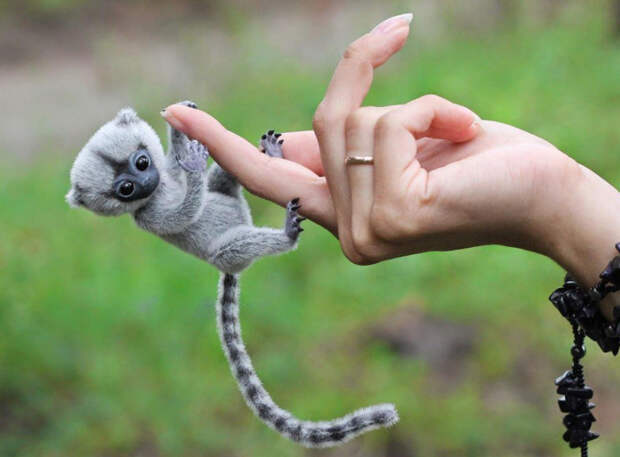 Самые маленькие животные в мире