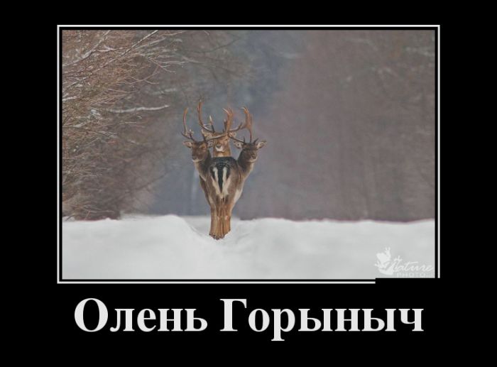 Демотиваторы (30 фото)