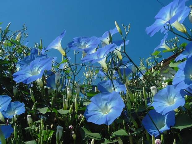 4326608_0_c5608_34d8ed56_XL (700x525, 125Kb)