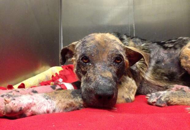 Bethany dog, спасение Бетани, Eldad Hagar, Hope For Paws, бездомные собаки