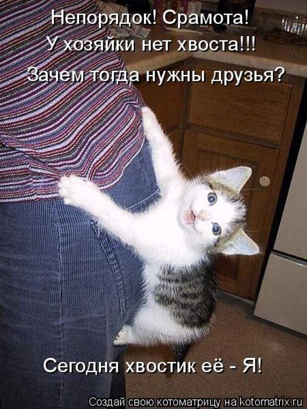 Свежая котоматрица на Бугаге (37 фото)