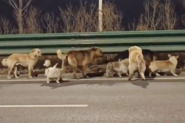 Семь дружных собак сбежали с бойни и попали на видео