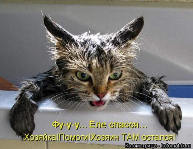 Котоматрицы (картинки с надписями)
