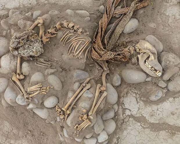 One of the dogs that was found buried with a human in what is now the Lima zoo. The zoo has underneath it layers of previous civilizations, as does much of Lima. 