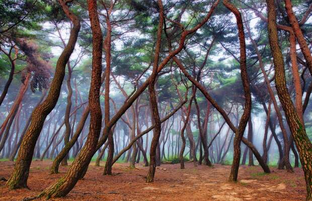 Forest with a mysterious and attractive aura 11