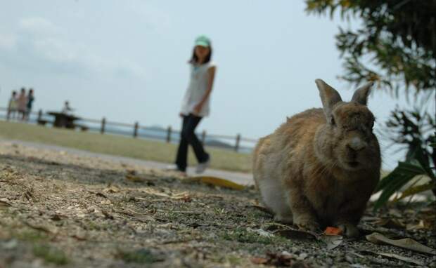 Добраться до Острова кроликов можно на пароме из города Такехара или других близлежащих поселков.
