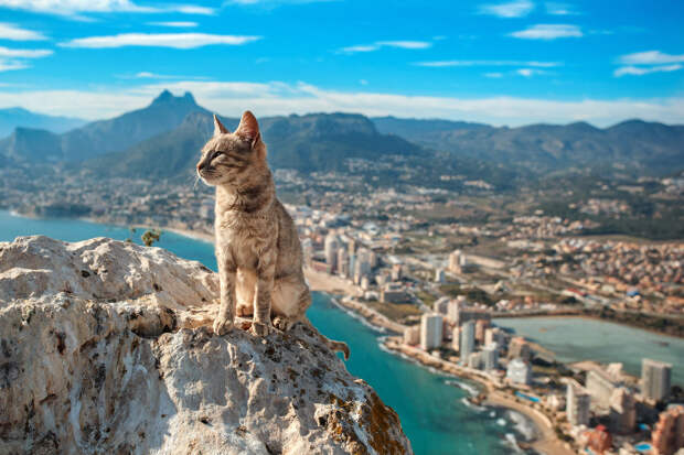 Кот в испанском городе Кальпе
