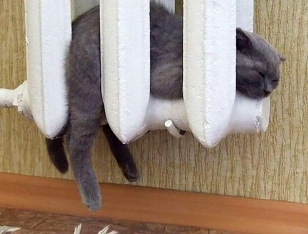 Кошки, которые любят тепло